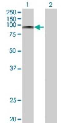 Western Blot RFX3 Antibody