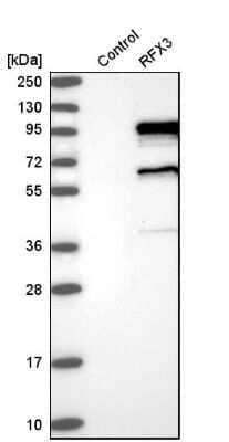 Western Blot: RFX3 Antibody [NBP1-86301] - Analysis in control (vector only transfected HEK293T lysate) and rFX3 over-expression lysate (Co-expressed with a C-terminal myc-DDK tag (3.1 kDa) in mammalian HEK293T cells).