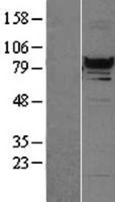 Western Blot: RFX3 Overexpression Lysate (Adult Normal) [NBL1-15306] Left-Empty vector transfected control cell lysate (HEK293 cell lysate); Right -Over-expression Lysate for RFX3.