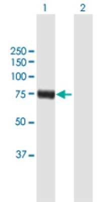 Western Blot: RFX4 Antibody [H00005992-B01P] - Analysis of RFX4 expression in transfected 293T cell line by RFX4 polyclonal antibody.  Lane 1: RFX4 transfected lysate(70.51 KDa). Lane 2: Non-transfected lysate.