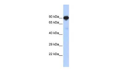 Western Blot: RFX4 Antibody [NBP2-88145] - WB Suggested Anti-RFX4 Antibody Titration: 0.2-1 ug/ml. ELISA Titer: 1:312500. Positive Control: Human brain