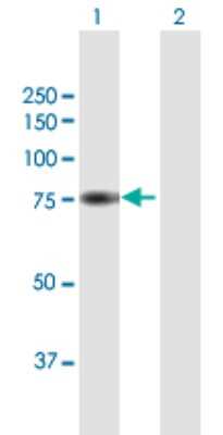 Western Blot: RFX5 Antibody [H00005993-B01P] - Analysis of RFX5 expression in transfected 293T cell line by RFX5 polyclonal antibody.  Lane 1: RFX5 transfected lysate(65.30 KDa). Lane 2: Non-transfected lysate.