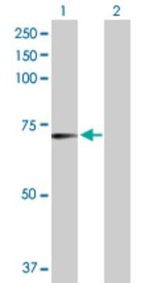 Western Blot: RFX5 Antibody [H00005993-D01P] - Analysis of RFX5 expression in transfected 293T cell line by RFX5 polyclonal antibody.Lane 1: RFX5 transfected lysate(65.30 KDa).Lane 2: Non-transfected lysate.