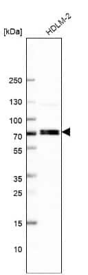 Western Blot: RFX5 Antibody [NBP1-86041] - TEST