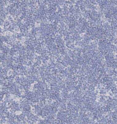 Immunohistochemistry-Paraffin RFX6 Antibody - BSA Free