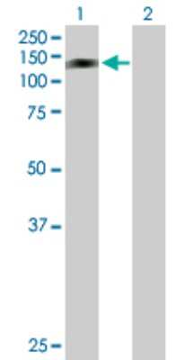 Western Blot: RFX6 Antibody [H00222546-B01P] - Analysis of RFX6 expression in transfected 293T cell line by RFX6 polyclonal antibody.  Lane 1: RFXDC1 transfected lysate(102.08 KDa). Lane 2: Non-transfected lysate.