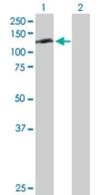 Western Blot: RFX6 Antibody [H00222546-D01P] - Analysis of RFX6 expression in transfected 293T cell line by RFX6 polyclonal antibody.Lane 1: RFXDC1 transfected lysate(102.40 KDa).Lane 2: Non-transfected lysate.