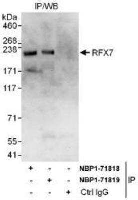 Immunoprecipitation RFX7 Antibody