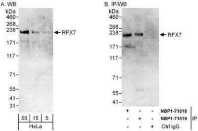 Western Blot RFX7 Antibody