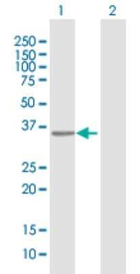 Western Blot: RFXAP Antibody [H00005994-B01P] - Analysis of RFXAP expression in transfected 293T cell line by RFXAP polyclonal antibody.  Lane 1: RFXAP transfected lysate(29.92 KDa). Lane 2: Non-transfected lysate.
