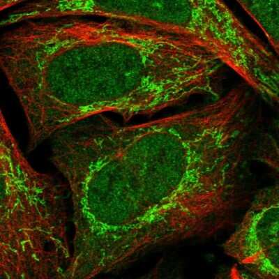 Immunocytochemistry/ Immunofluorescence RG9MTD1 Antibody - BSA Free
