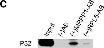 Immunoprecipitation RG9MTD1 Antibody - BSA Free