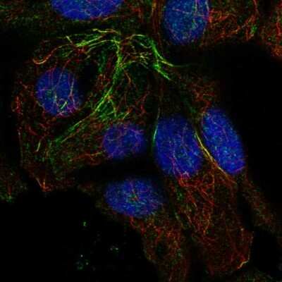 Immunocytochemistry/ Immunofluorescence RG9MTD2 Antibody - BSA Free