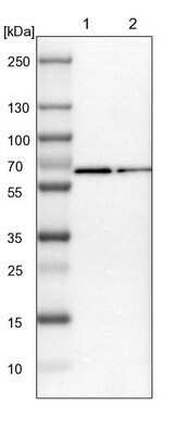 Western Blot: RGAG4 Antibody [NBP1-93561] - Lane 1: NIH-3T3 cell lysate (Mouse embryonic fibroblast cells). Lane 2: NBT-II cell lysate (Rat Wistar bladder tumor cells).