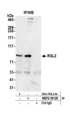 Immunoprecipitation: RGL2 Antibody [NBP2-59128] - Detection of human RGL2 by western blot of immunoprecipitates. Samples: Whole cell lysate (0.5 or 1.0 mg per IP reaction; 20% of IP loaded) from HeLa cells prepared using NETN lysis buffer. Antibodies: Affinity purified rabbit anti-RGL2 antibody NBP2-59128 used for IP at 8 ul per reaction. RGL2 was also immunoprecipitated by another rabbit anti-RGL2 antibody. Detection: Chemiluminescence with an exposure time of 3 minutes.