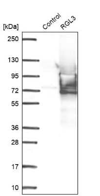 Western Blot: RGL3 Antibody [NBP1-92326] - Analysis in control (vector only transfected HEK293T lysate) and RGL3 over-expression lysate (Co-expressed with a C-terminal myc-DDK tag (3.1 kDa) in mammalian HEK293T cells).