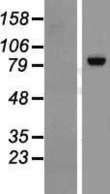 Western Blot: RGL3 Overexpression Lysate (Adult Normal) [NBL1-15314] Left-Empty vector transfected control cell lysate (HEK293 cell lysate); Right -Over-expression Lysate for RGL3.