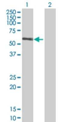 Western Blot: RGL4 Antibody [H00266747-B01P] - Analysis of RGL4 expression in transfected 293T cell line by RGL4 polyclonal antibody.  Lane 1: Rgr transfected lysate(45.1 KDa). Lane 2: Non-transfected lysate.