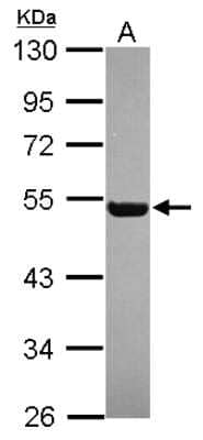 Western Blot: RGL4 Antibody [NBP2-20145] - Sample (30 ug of whole cell lysate) A: U87-MG 10% SDS PAGE gel, diluted at 1:1000.