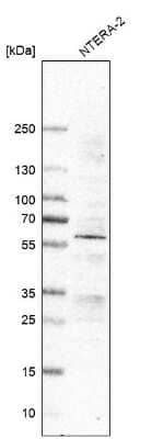 Western Blot: RGM-A Antibody (CL11342) [NBP3-08000] - Analysis in human cell line NTERA-2.