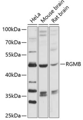 Western Blot: RGM-B Antibody [NBP2-93453] - Analysis of extracts of various cell lines, using RGM-B at 1:3000 dilution. Secondary antibody: HRP Goat Anti-Rabbit IgG (H+L) at 1:10000 dilution. Lysates/proteins: 25ug per lane. Blocking buffer: 3% nonfat dry milk in TBST. Detection: ECL Basic Kit . Exposure time: 30s.