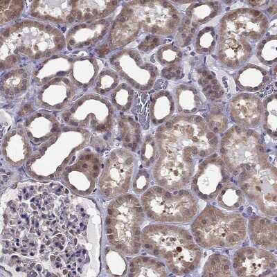 Immunohistochemistry-Paraffin: RGNEF Antibody [NBP1-90880] - Staining of human kidney shows high expression.