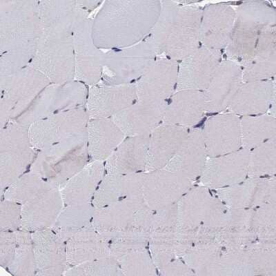 Immunohistochemistry-Paraffin: RGNEF Antibody [NBP1-90880] - Staining of human skeletal muscle shows low expression as expected.