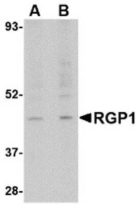 Western Blot RGP1 Antibody - BSA Free