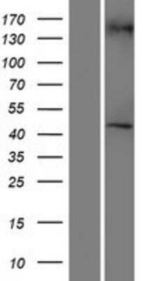 Western Blot RGP1 Overexpression Lysate