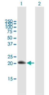 Western Blot: RGS10 Antibody [H00006001-B01P] - Analysis of RGS10 expression in transfected 293T cell line by RGS10 polyclonal antibody.  Lane 1: RGS10 transfected lysate(19.91 KDa). Lane 2: Non-transfected lysate.