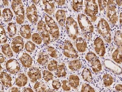 Immunohistochemistry-Paraffin: RGS11 Antibody [NBP2-97203] - Immunochemical staining of human RGS11 in human stomach with rabbit polyclonal antibody at 1:100 dilution, formalin-fixed paraffin embedded sections.