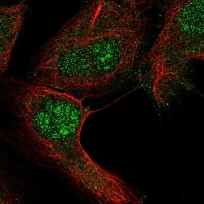 Immunocytochemistry/Immunofluorescence: RGS12 Antibody [NBP2-55755] - Staining of human cell line U-2 OS shows localization to nucleus & nucleoli. Antibody staining is shown in green.