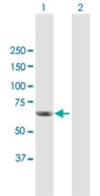 Western Blot: RGS12 Antibody [H00006002-B01P] - Analysis of RGS12 expression in transfected 293T cell line by RGS12 polyclonal antibody.  Lane 1: RGS12 transfected lysate(61.05 KDa). Lane 2: Non-transfected lysate.