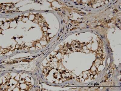 Immunohistochemistry-Paraffin: RGS14 Antibody (2F8) [H00010636-M03] - Analysis of monoclonal antibody to RGS14 on formalin-fixed paraffin-embedded human testis. Antibody concentration 3 ug/ml