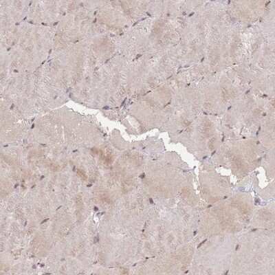 Immunohistochemistry-Paraffin: RGS14 Antibody [NBP2-13227] - Staining of human skeletal muscle shows low expression as expected.