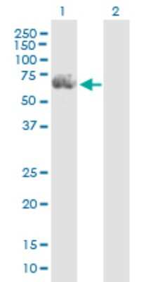 Western Blot: RGS14 Antibody [H00010636-B01P] - Analysis of RGS14 expression in transfected 293T cell line by RGS14 polyclonal antibody.  Lane 1: RGS14 transfected lysate(61.40 KDa). Lane 2: Non-transfected lysate.