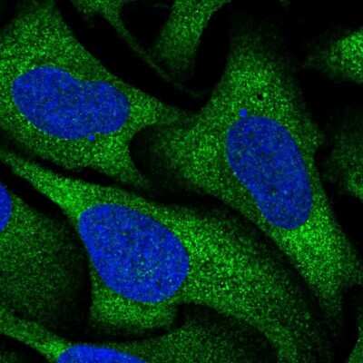 Immunocytochemistry/Immunofluorescence: RGS16 Antibody [NBP2-49076] - Immunofluorescent staining of human cell line U-2 OS shows localization to cytosol.