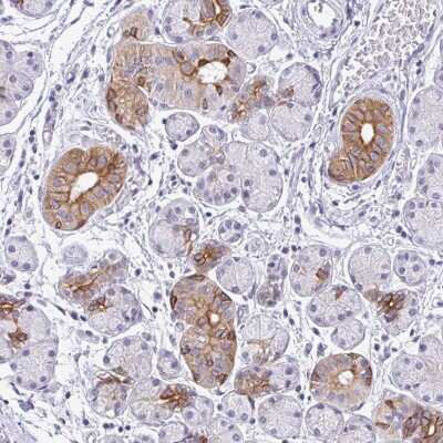 Immunohistochemistry: RGS16 Antibody [NBP2-49194] - Staining of human salivary gland shows strong cytoplasmic and membranous positivity in ductal cells.