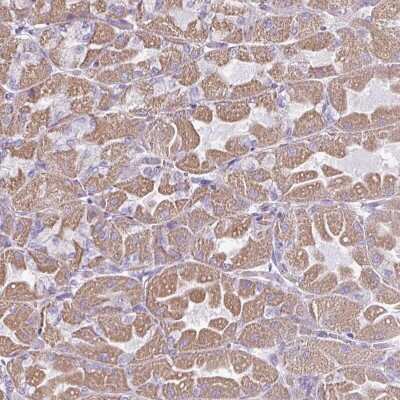 Immunohistochemistry-Paraffin: RGS16 Antibody [NBP2-49076] - Staining of human stomach, upper shows moderate cytoplasmic positivity in glandular cells.