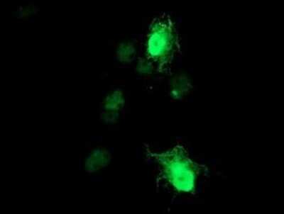 Immunofluorescence: RGS16 Antibody (OTI2C9) [NBP2-45573] - Analysis  of COS7 cells transiently transfected by pCMV6-ENTRY RGS16.