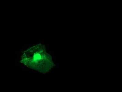 Immunocytochemistry/Immunofluorescence: RGS16 Antibody (OTI4E5) - Azide and BSA Free [NBP2-73881] - Staining of COS7 cells transiently transfected by pCMV6-ENTRY RGS16.