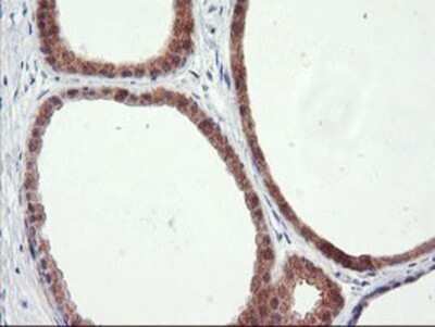 Immunohistochemistry: RGS16 Antibody (OTI4E5) - Azide and BSA Free [NBP2-73881] - Staining of paraffin-embedded Human breast tissue using anti-RGS16 mouse monoclonal antibody.