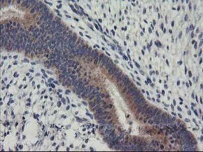 Immunohistochemistry: RGS16 Antibody (OTI4E5) - Azide and BSA Free [NBP2-73881] - Staining of paraffin-embedded Human endometrium tissue using anti-RGS16 mouse monoclonal antibody.