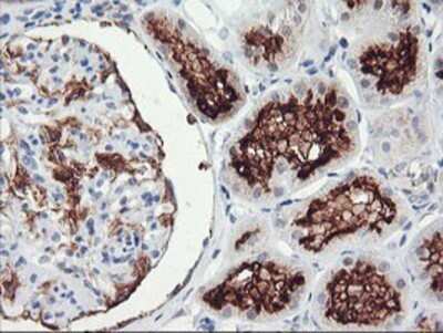 Immunohistochemistry: RGS16 Antibody (OTI4E5) - Azide and BSA Free [NBP2-73881] - Staining of paraffin-embedded Human Kidney tissue using anti-RGS16 mouse monoclonal antibody.