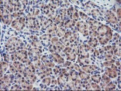 Immunohistochemistry: RGS16 Antibody (OTI4E5) - Azide and BSA Free [NBP2-73881] - Staining of paraffin-embedded Human pancreas tissue using anti-RGS16 mouse monoclonal antibody.