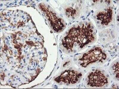 Immunohistochemistry-Paraffin: RGS16 Antibody (OTI4E5) [NBP2-01584] - Staining of paraffin-embedded Human Kidney tissue using anti-RGS16 mouse monoclonal antibody.