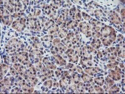 Immunohistochemistry-Paraffin: RGS16 Antibody (OTI4E5) [NBP2-01584] - Staining of paraffin-embedded Human pancreas tissue using anti-RGS16 mouse monoclonal antibody.