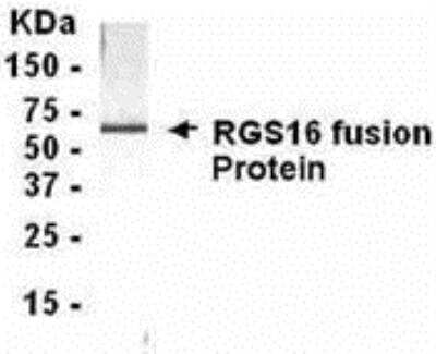 Western Blot: RGS16 Antibody [NB300-350] - E coli-derived fusion protein as test antigen. Affi-anti- RGS16 IgY dilution: 1:2000, Goat anti-IgY-HRP dilution: 1:1000. Colorimetric method for signal development. ( anti-RGS16 )