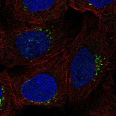 Immunocytochemistry/ Immunofluorescence RGS18 Antibody