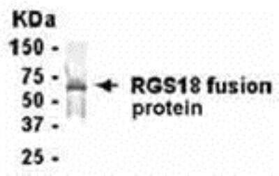 Western Blot: RGS18 Antibody [NB300-335] - E coli-derived fusion protein as test antigen. Affi-pure IgY dilution: 1:2000, Goat anti-IgY-HRP dilution: 1:1000. Colorimetric method for signal development. ( anti-RGS18 )